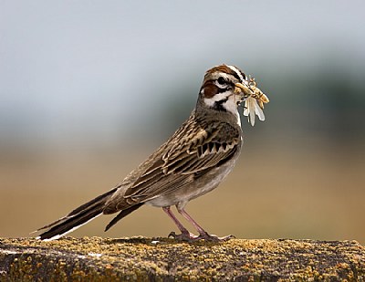 Lark Sparrow Baby Food