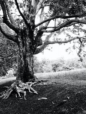 Tree at Monticello