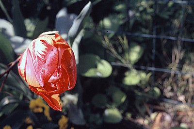 Un fiore,la sua voce