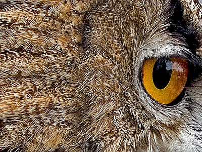 Eagle Owl Eye