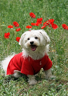 puppy in front of poppies