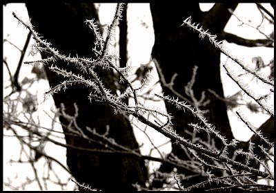 Ice Thorns