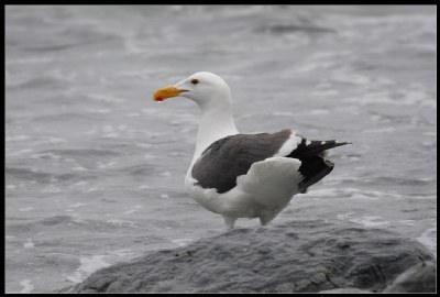 Big Sur Sea Gull