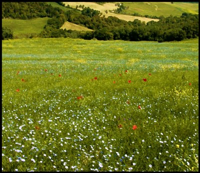 Tuscan Field