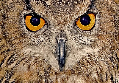 Beware of this Owl
