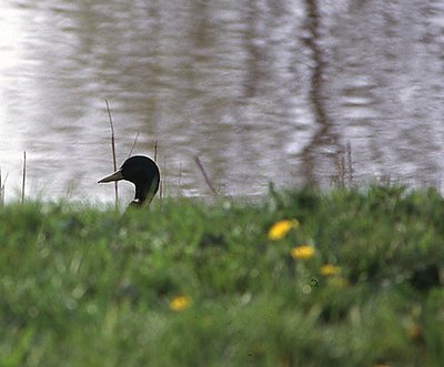 Peeping duck