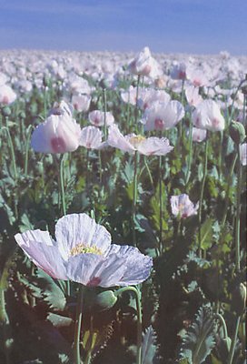 Opium Poppies 1