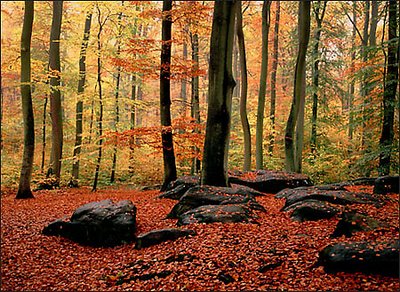 Forest of Compiegne