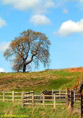 The Last Tree