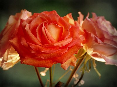 just a rose...