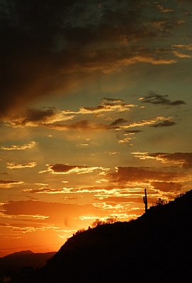 Saguaro standing in Sunset