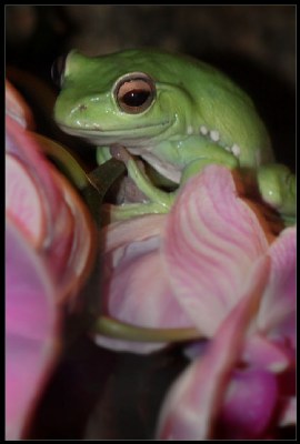 Giant Tree Frog