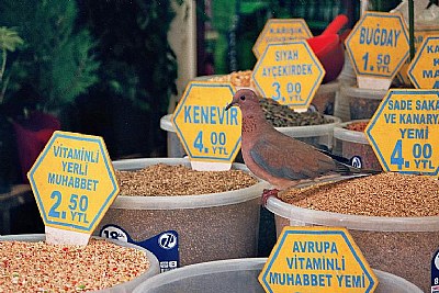 Istanbul market