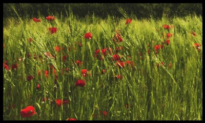 Poppies among Barley