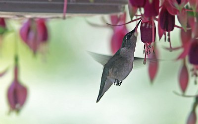 The Hummingbird feeding