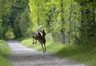 Whitetail Deer