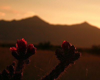 Cactus Flower 2