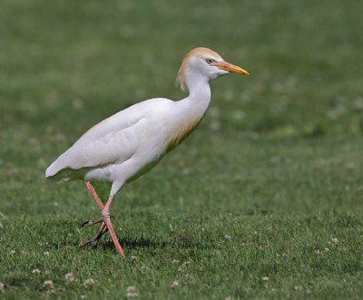 Cattle Egret