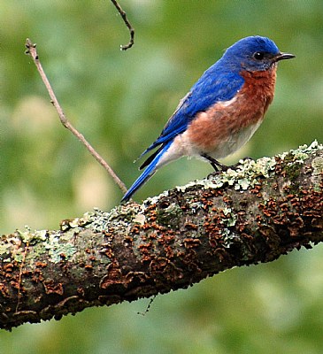 Blue Bird