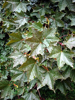 Water and Maples Leaves