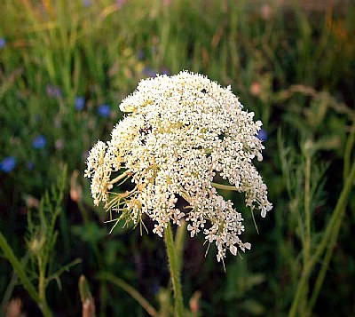 Queens Lace