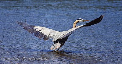 Great Blue Heron