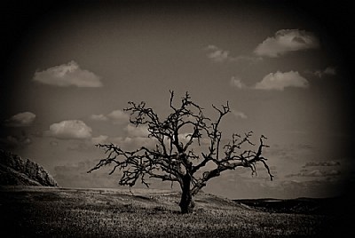  Dead Tree