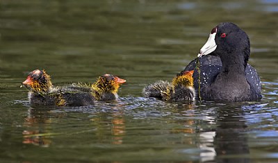 3 Coot Chicks Feeding 