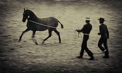   Andalucian Thoroughbred