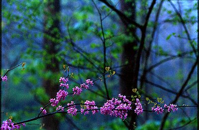 THE REDBUD