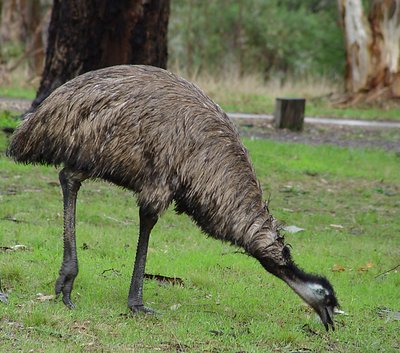 Emu Smorgasboard