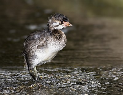 Young Pie-billed  Grebe