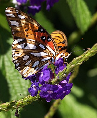 Prairie Butterfly