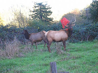 Elk With A Problem