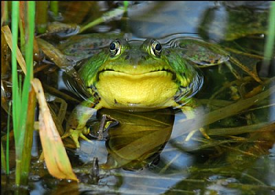 Green Frog