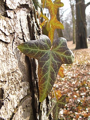 Leaf