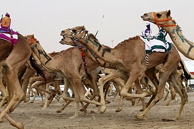 CAMEL RACE