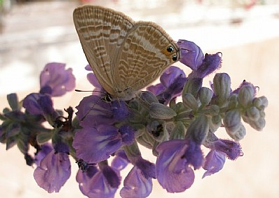 Butterfly rest