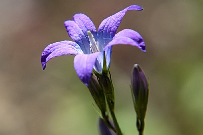 Flower 8