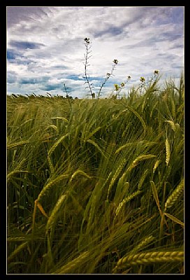Wind in the Barley