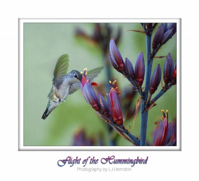 Flight of the Hummingbird