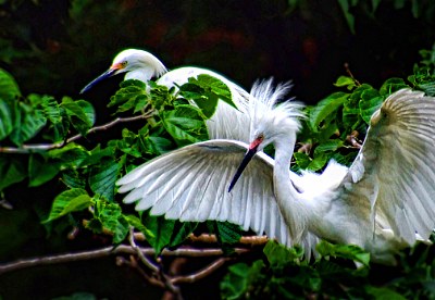 Egrets