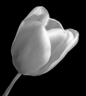 IR Tulip