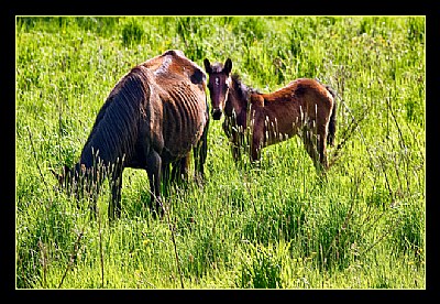 Mare and Foal