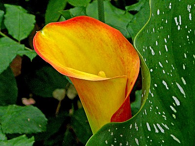 Yellow and Red Lily