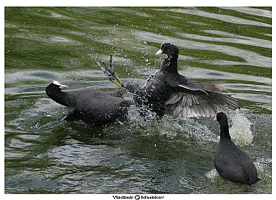 Fulica atra.