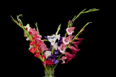 Colors of Life.