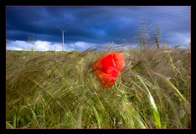 Where the Red Poppies Dance