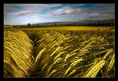 Natures Bounty