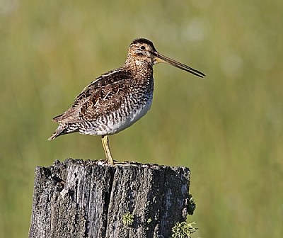 Wilson's Snipe